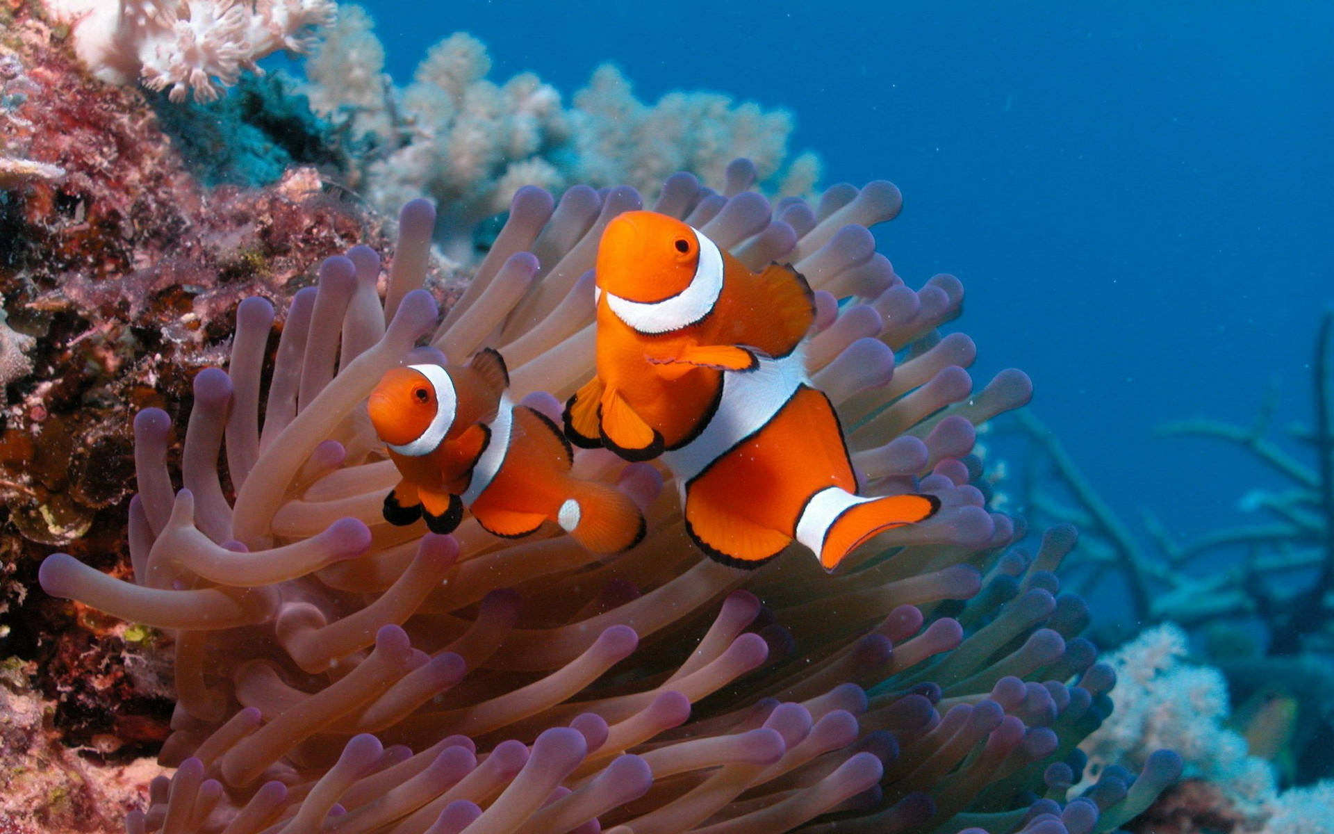 Coral Reef Clown Fish Background