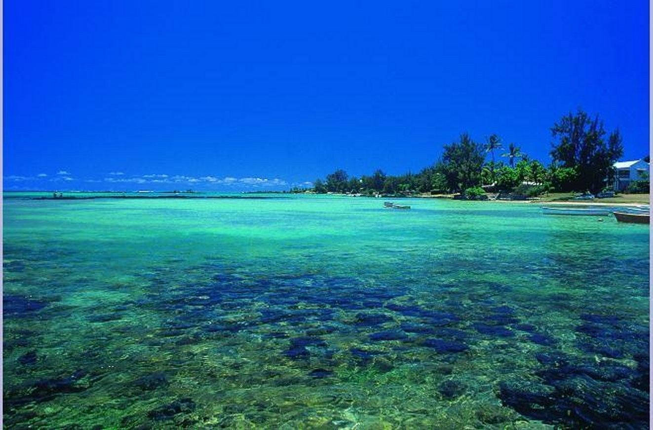 Coral Reef In Mauritius