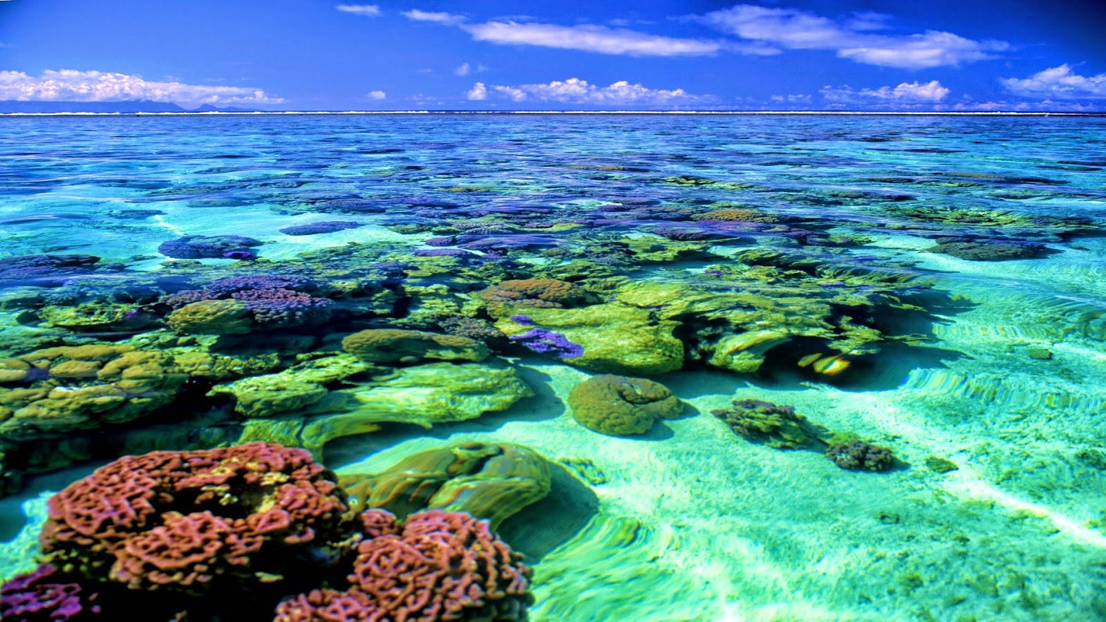 Coral Reef Sea Surface Background