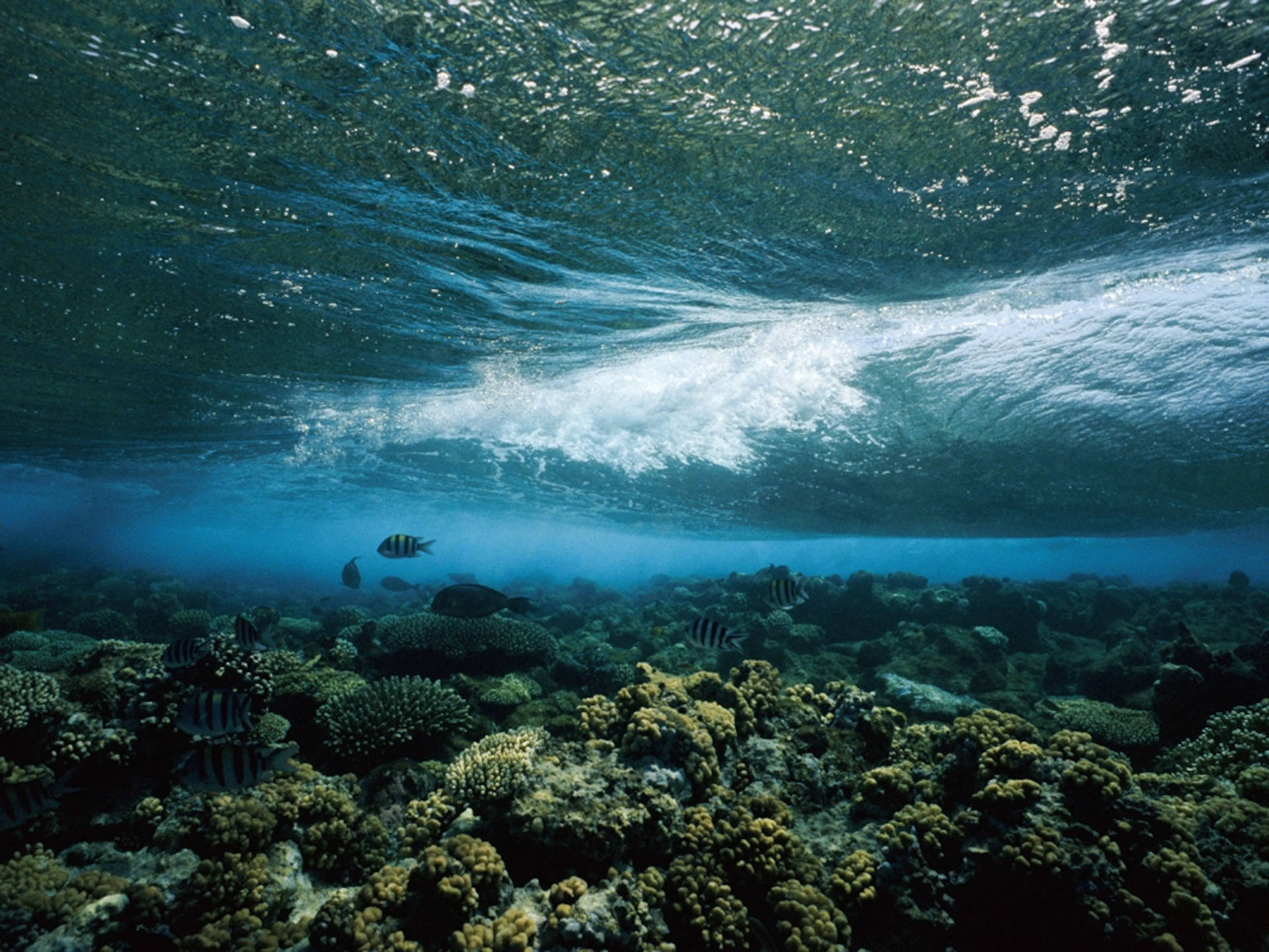 Coral Reef Under Wave Background