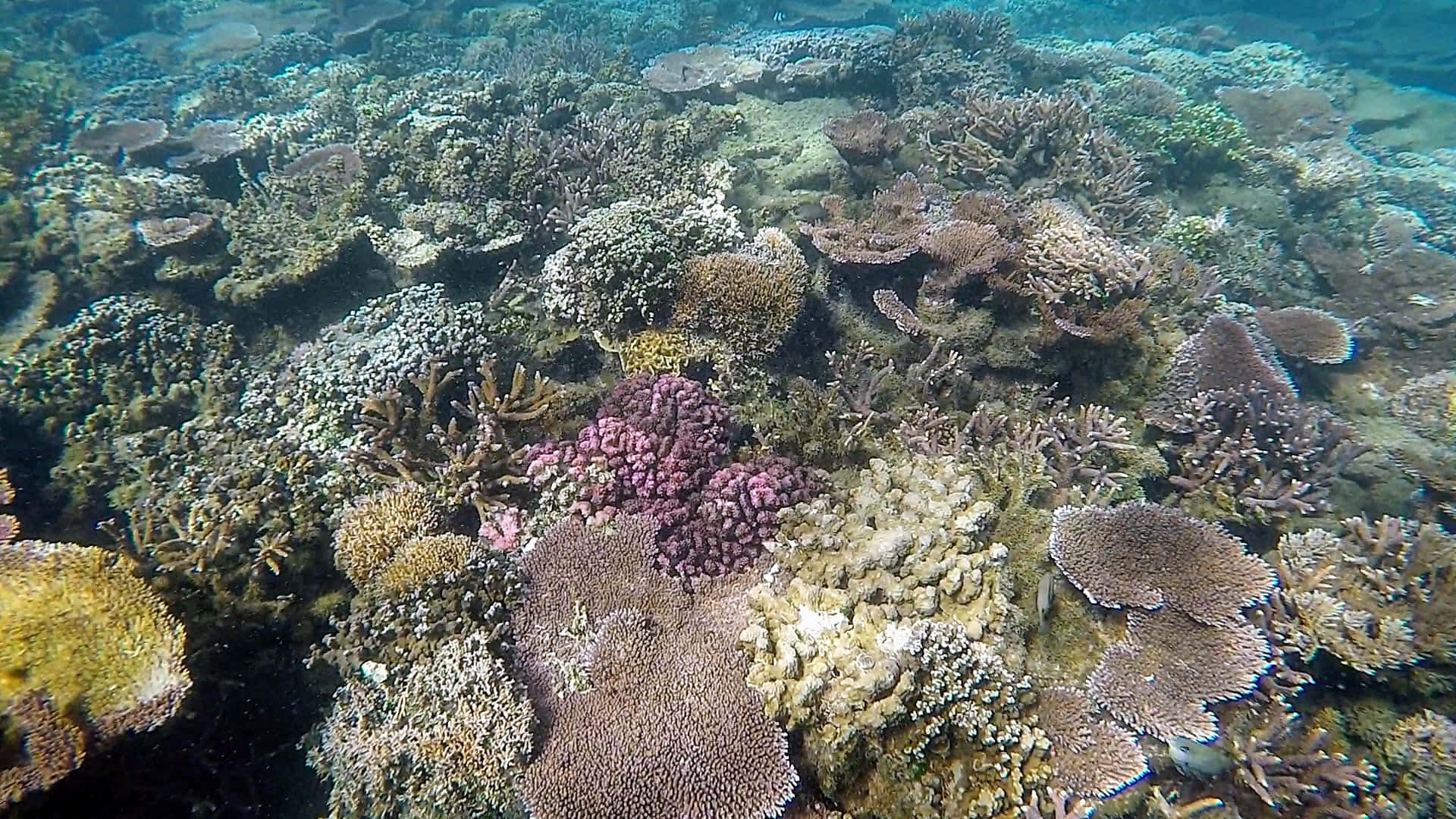 Coral Reefs In Apia Background