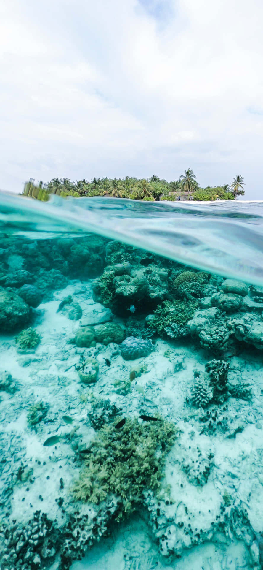 Coral Reefs Underwater Iphone Background