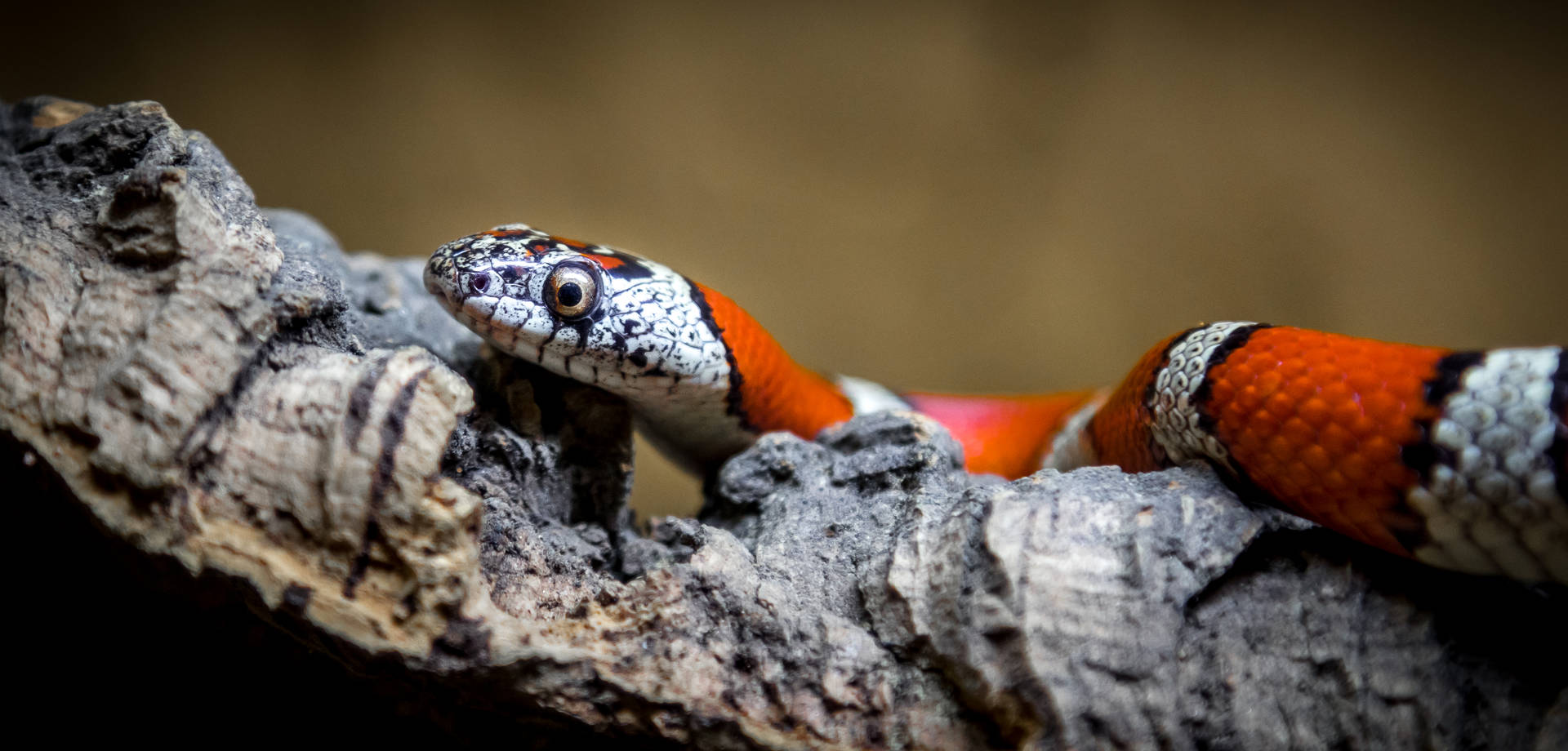 Coral Snake Crawling Over Wood Background