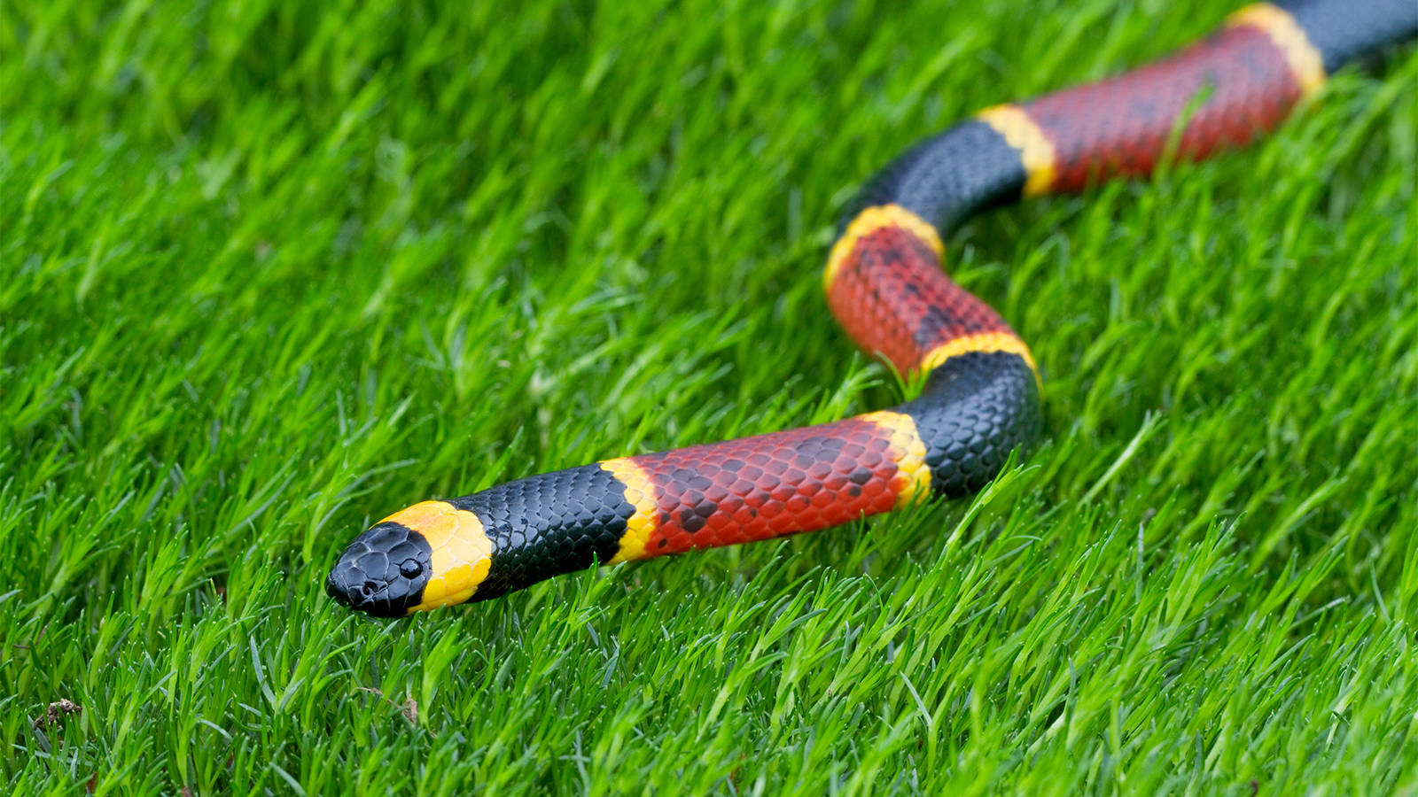 Coral Snake Creeping Through The Grass Background