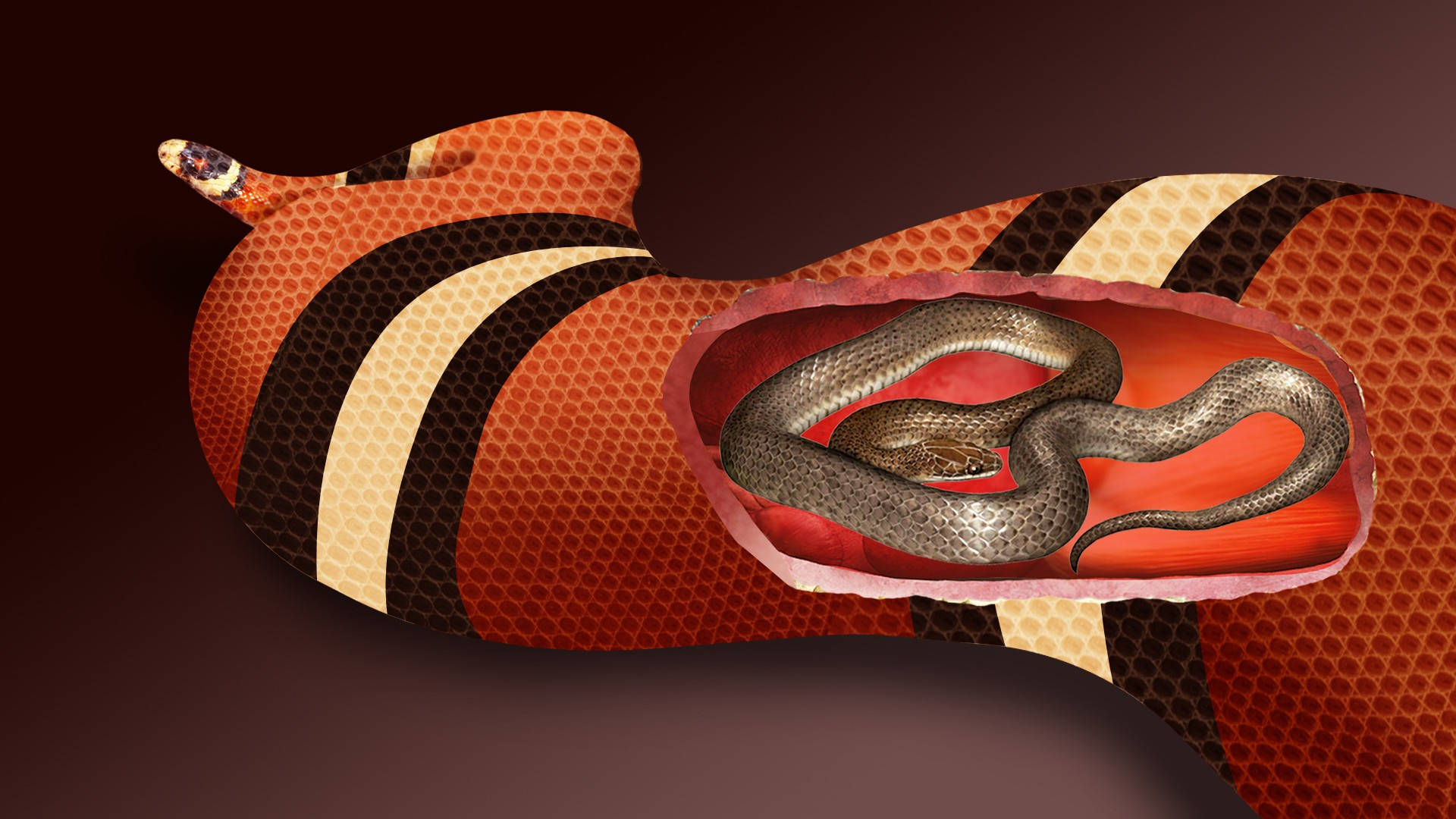 Coral Snake Open Stomach Digital Art Background