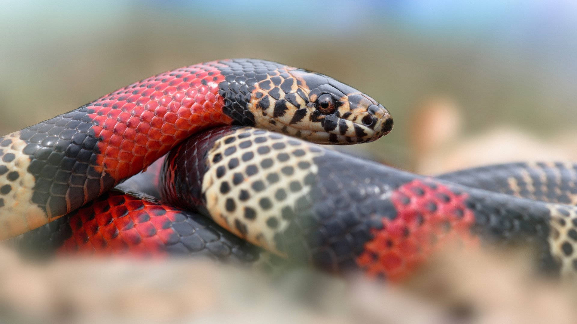 Coral Snake Resting Atop Its Body Background