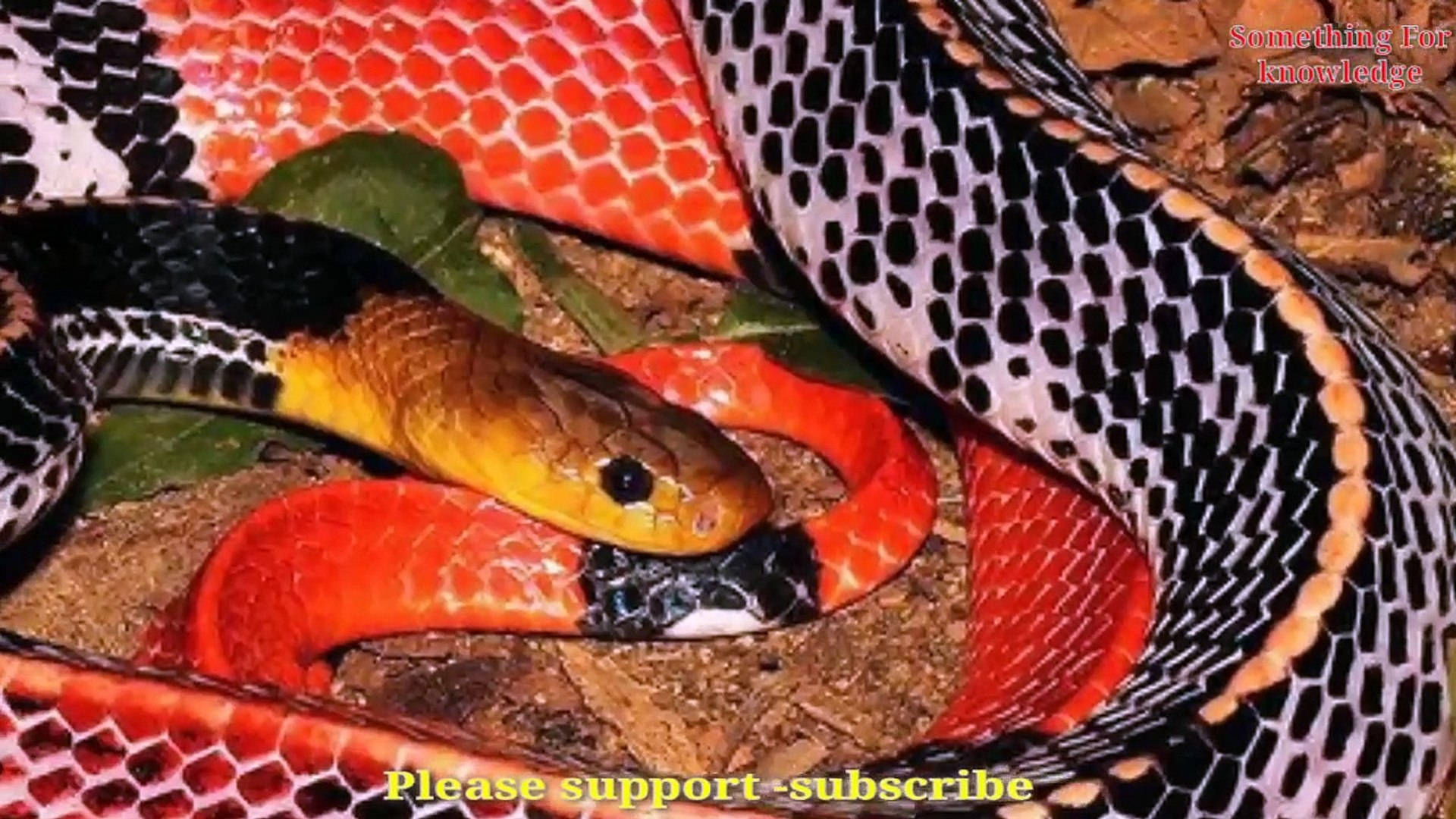 Coral Snake With Yellow Head