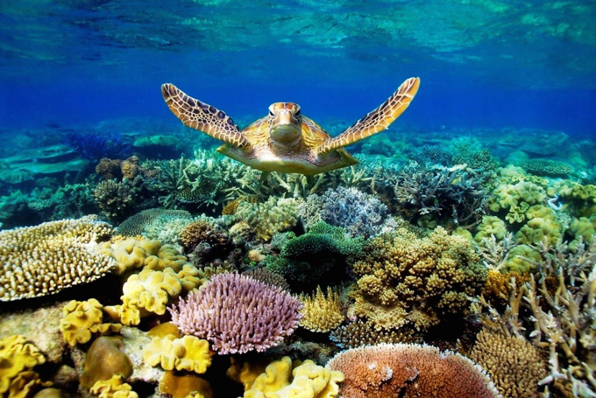 Coral Turtle Background