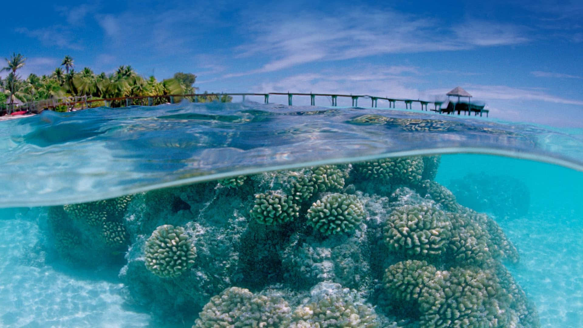 Corals Underneath Shallow Ocean Water