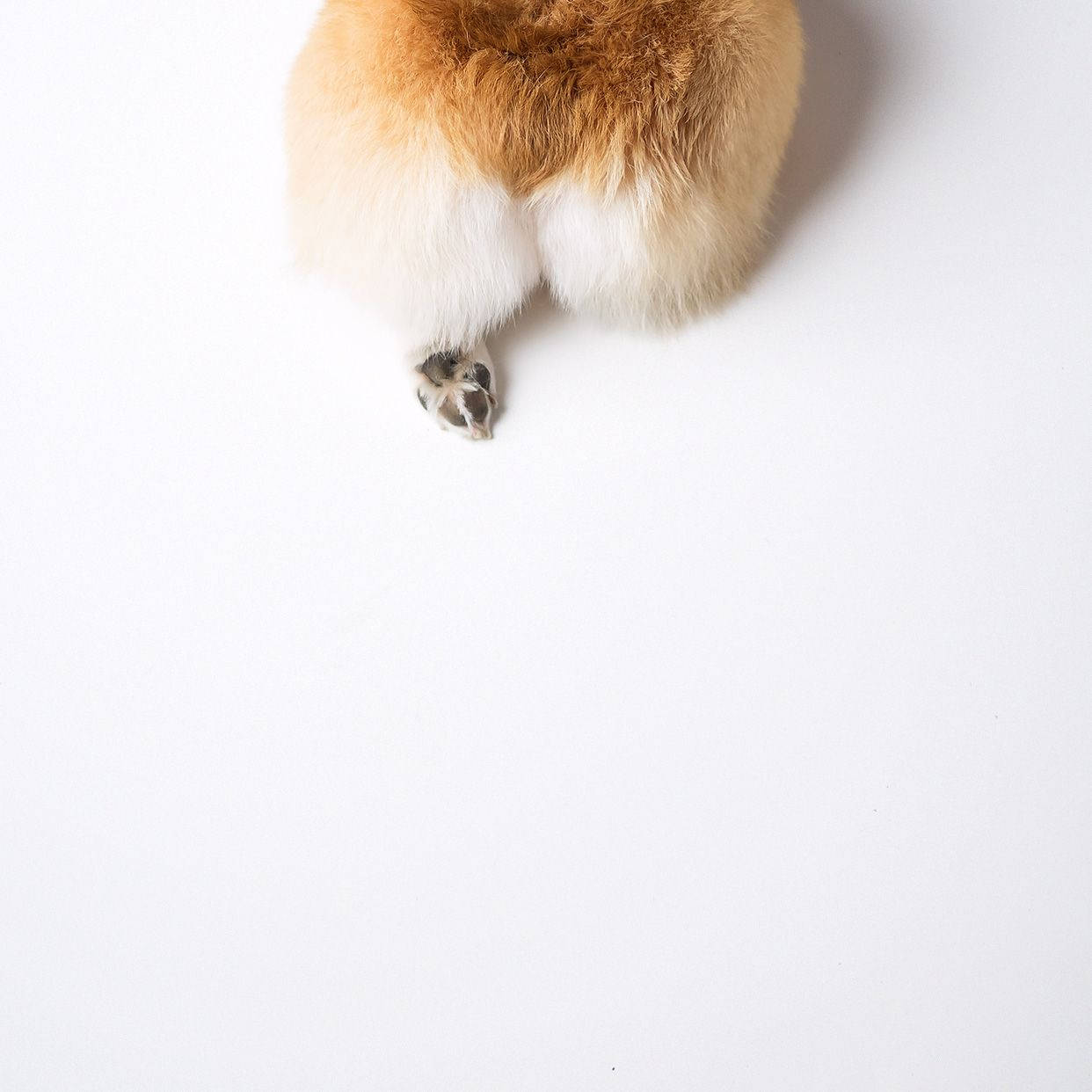 Corgi Butts Background