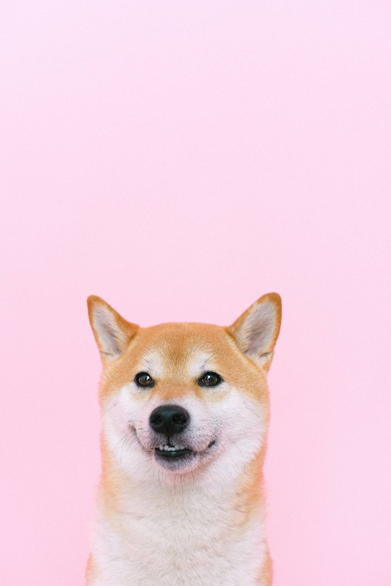 Corgi Dog On Pink Background