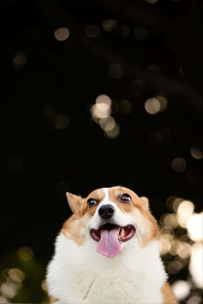 Corgi Dog Tongue Out Background