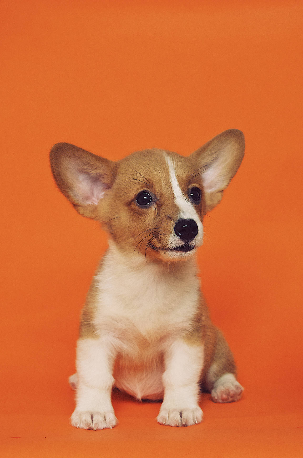 Corgi Puppy In Orange Background