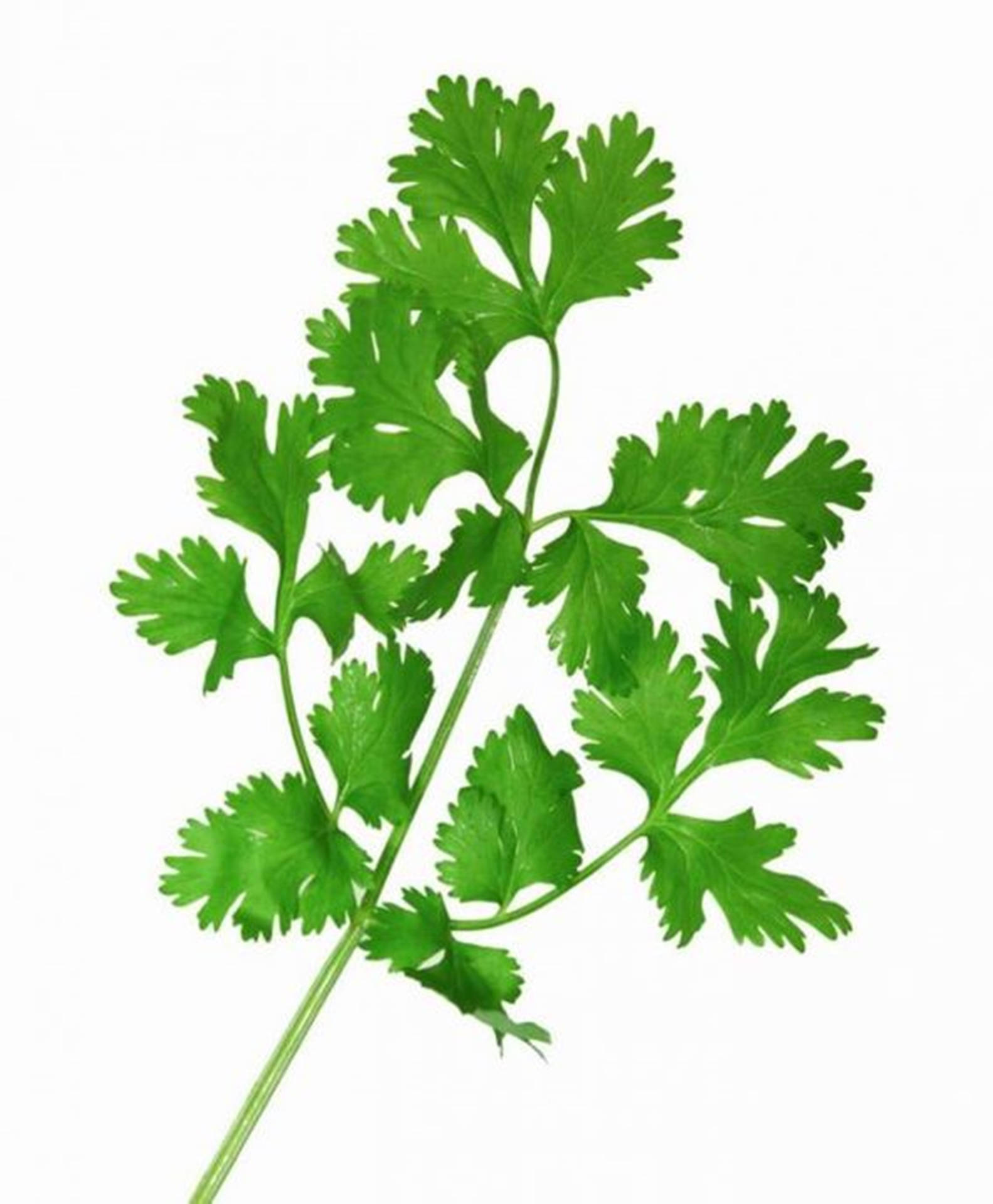 Coriander Herb Digital Art