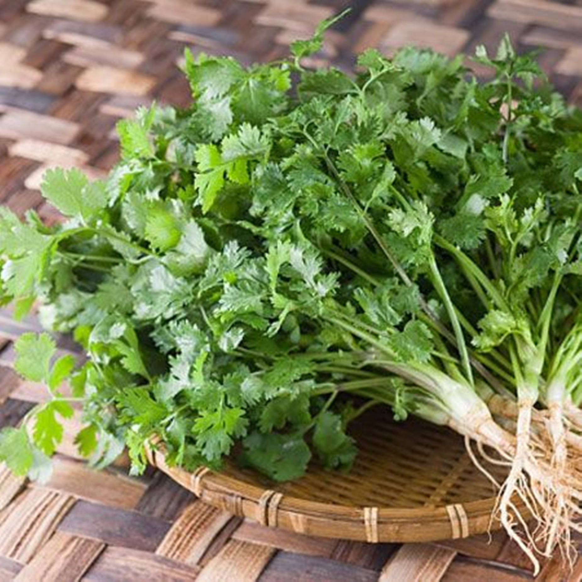 Coriander Herb In Rice Winnower Background