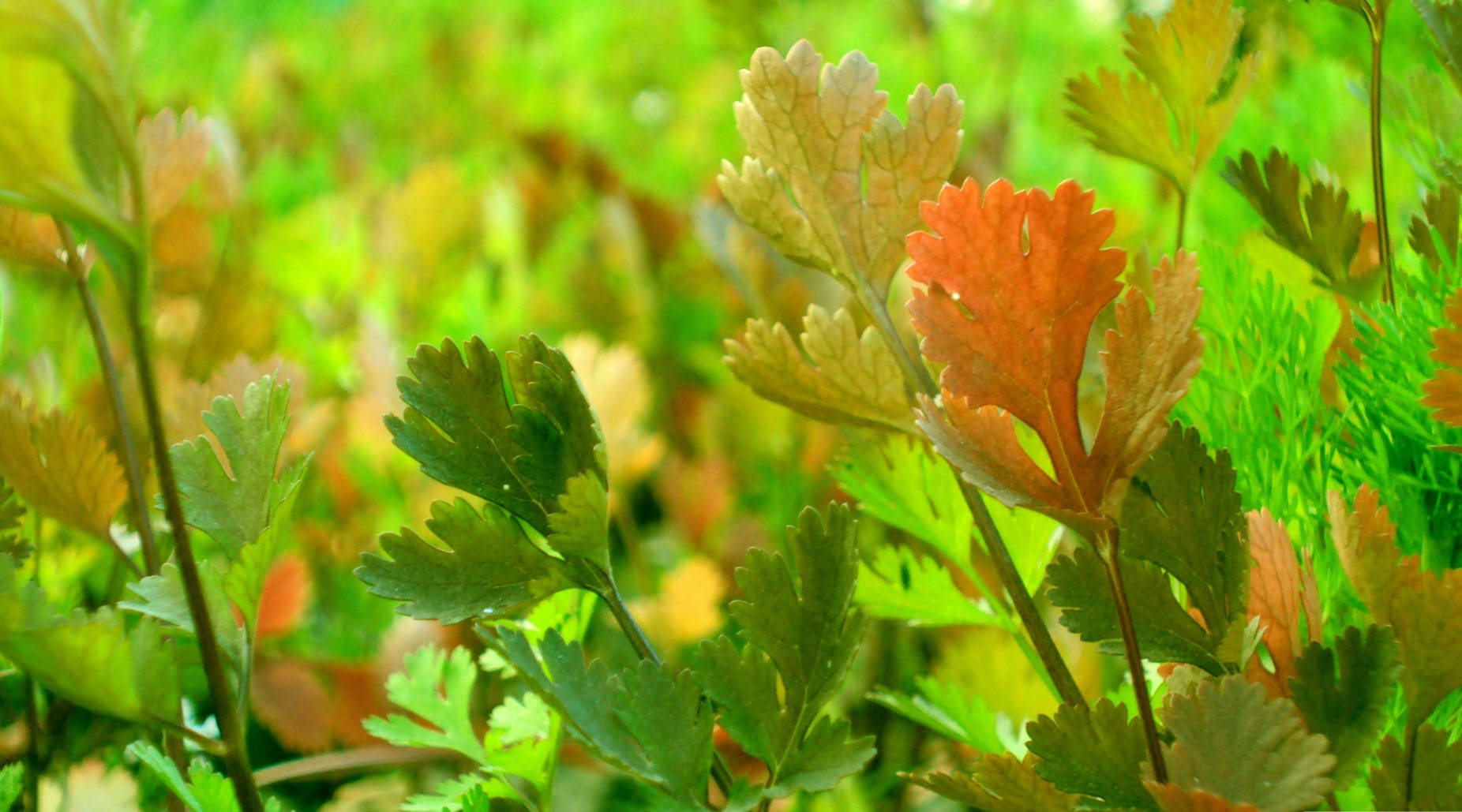 Coriander Herb Macro Shot Background