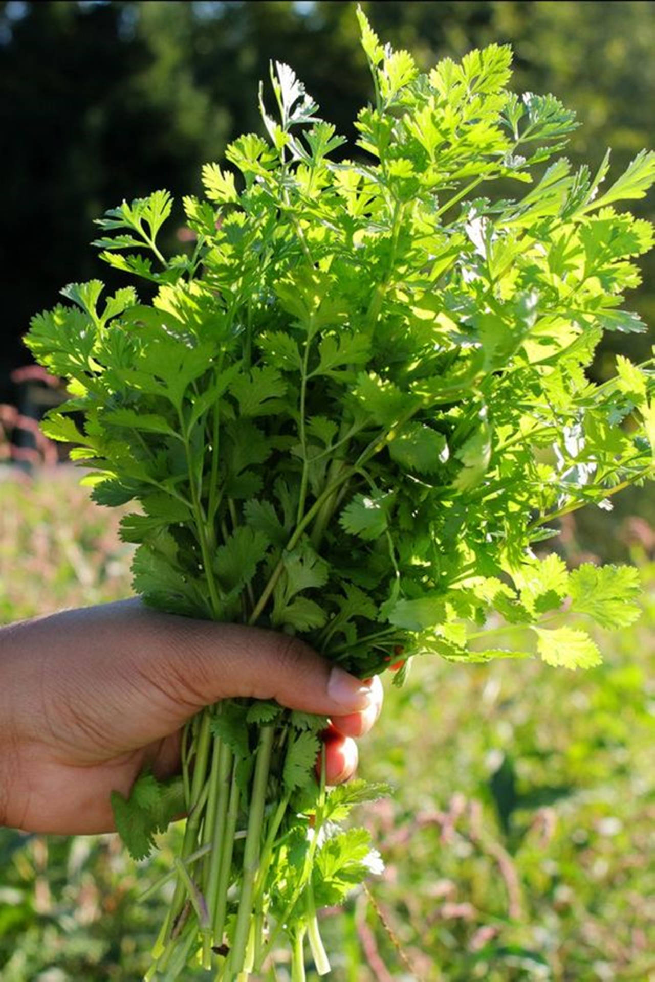 Coriander Herbs Bouquet At Garden