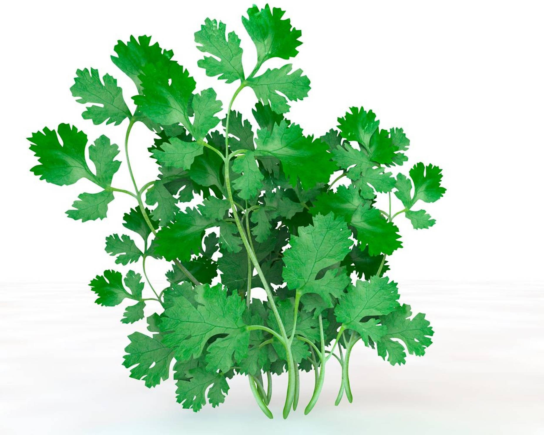 Coriander Herbs Creative Shot Background