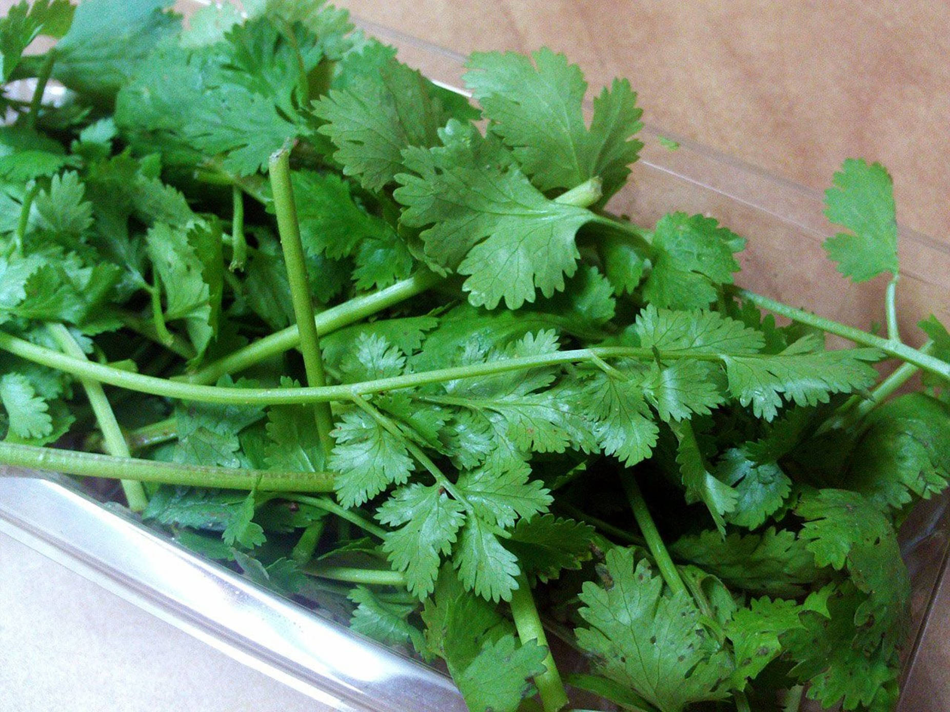 Coriander Herbs On A Plastic Container