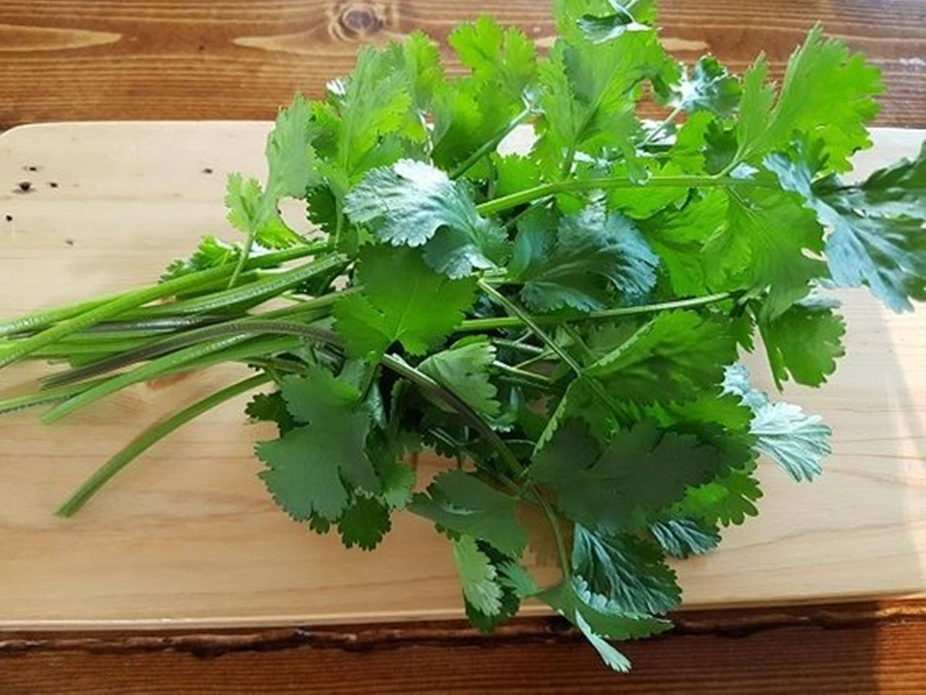 Coriander Herbs On Chopping Board Background