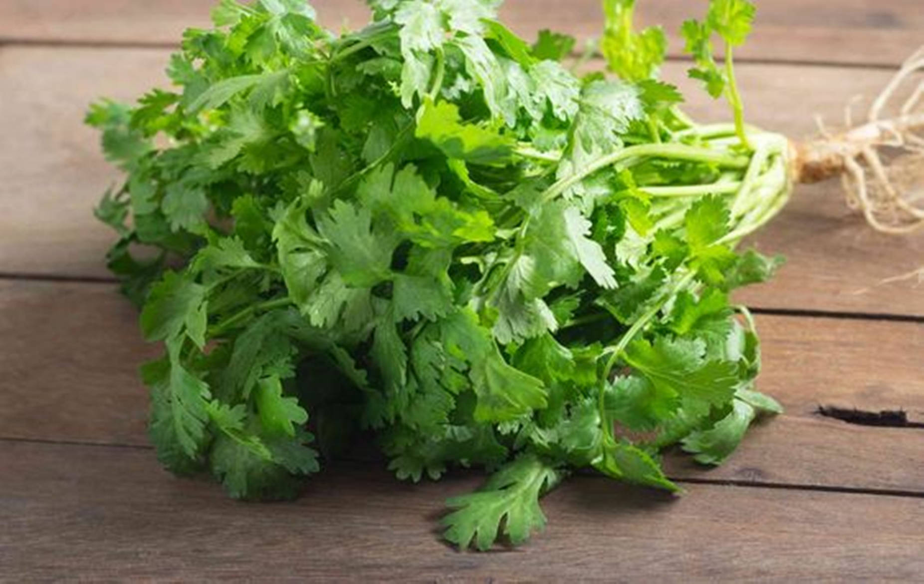 Coriander Herbs On Wooden Table Macro Shot Background