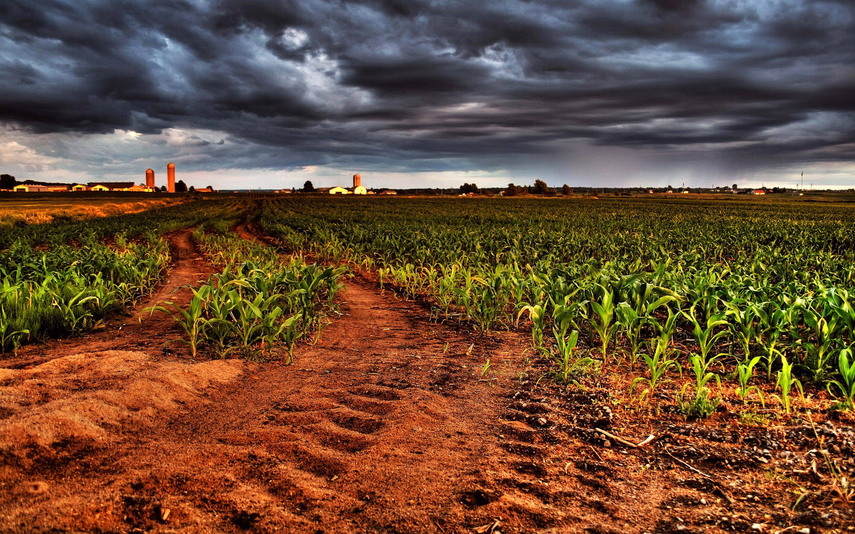 Corn Farm Agriculture Background