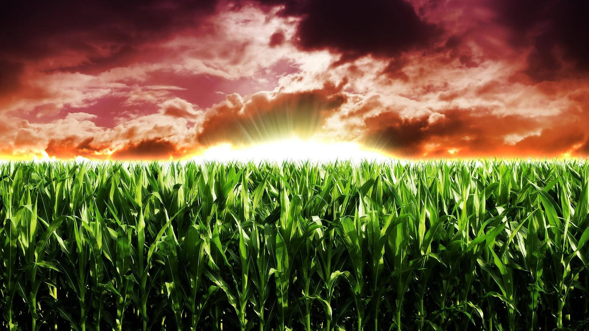 Corn Field Agriculture Background