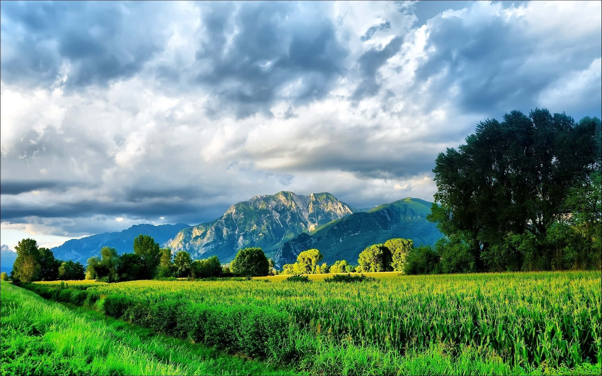 Corn Field And Mountains In The Countryside