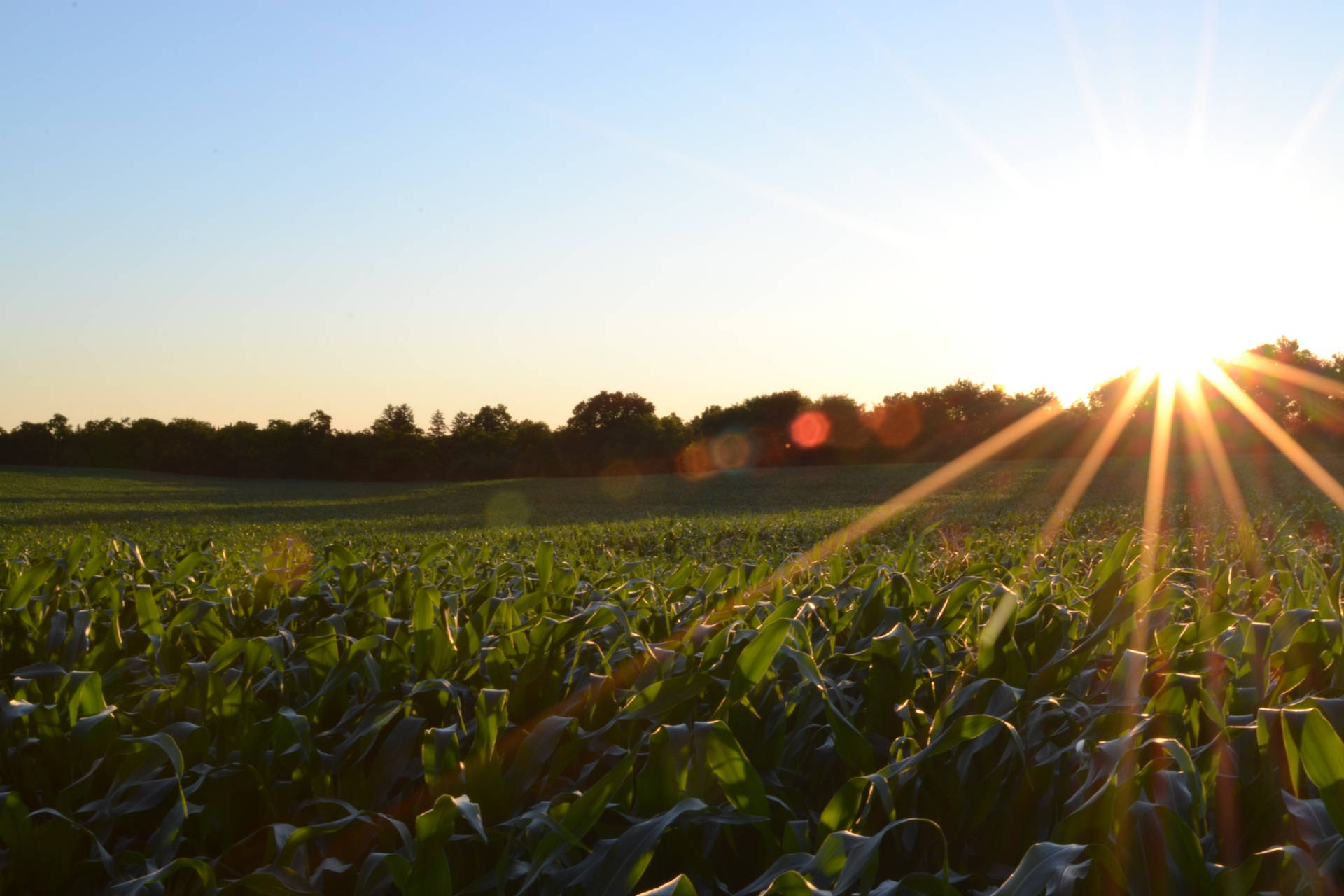 Corn Field Farm Being Touched By Sunbeams