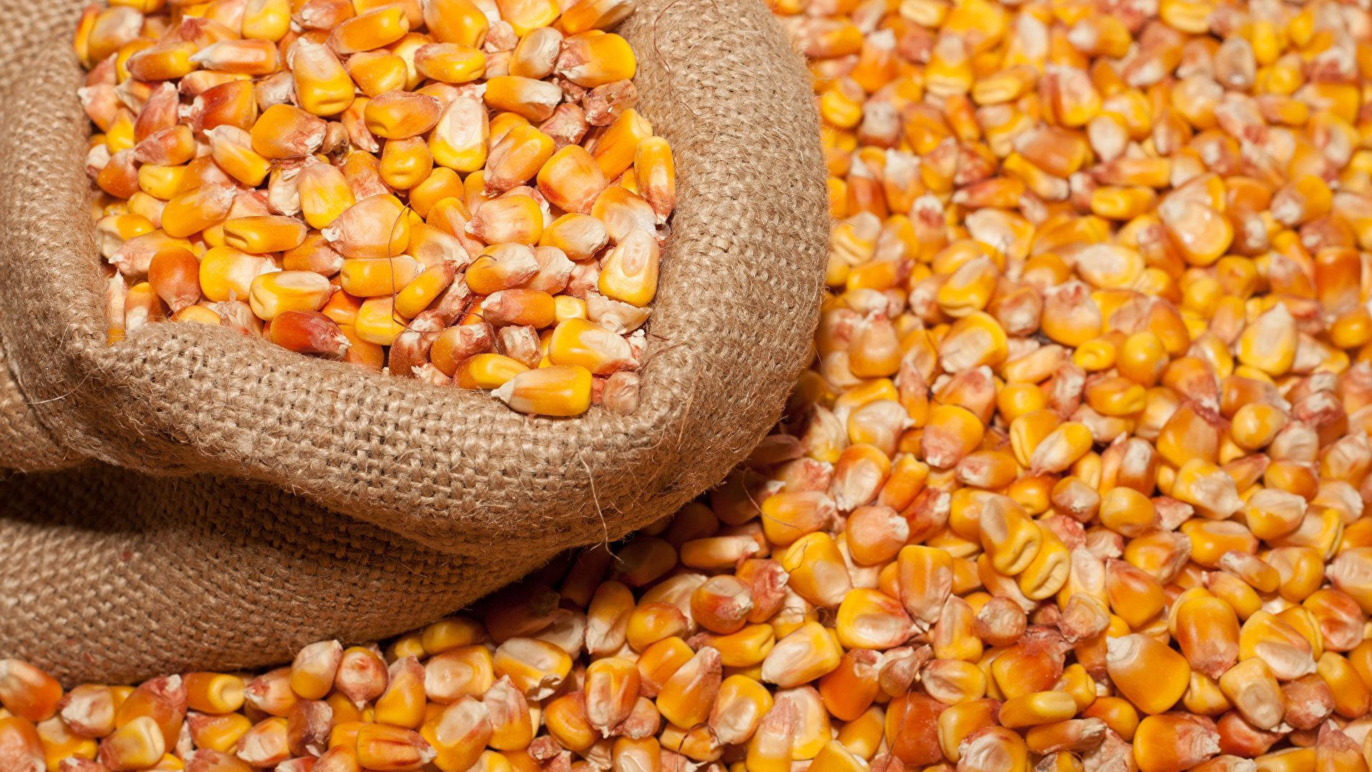 Corn Seeds Bag Background