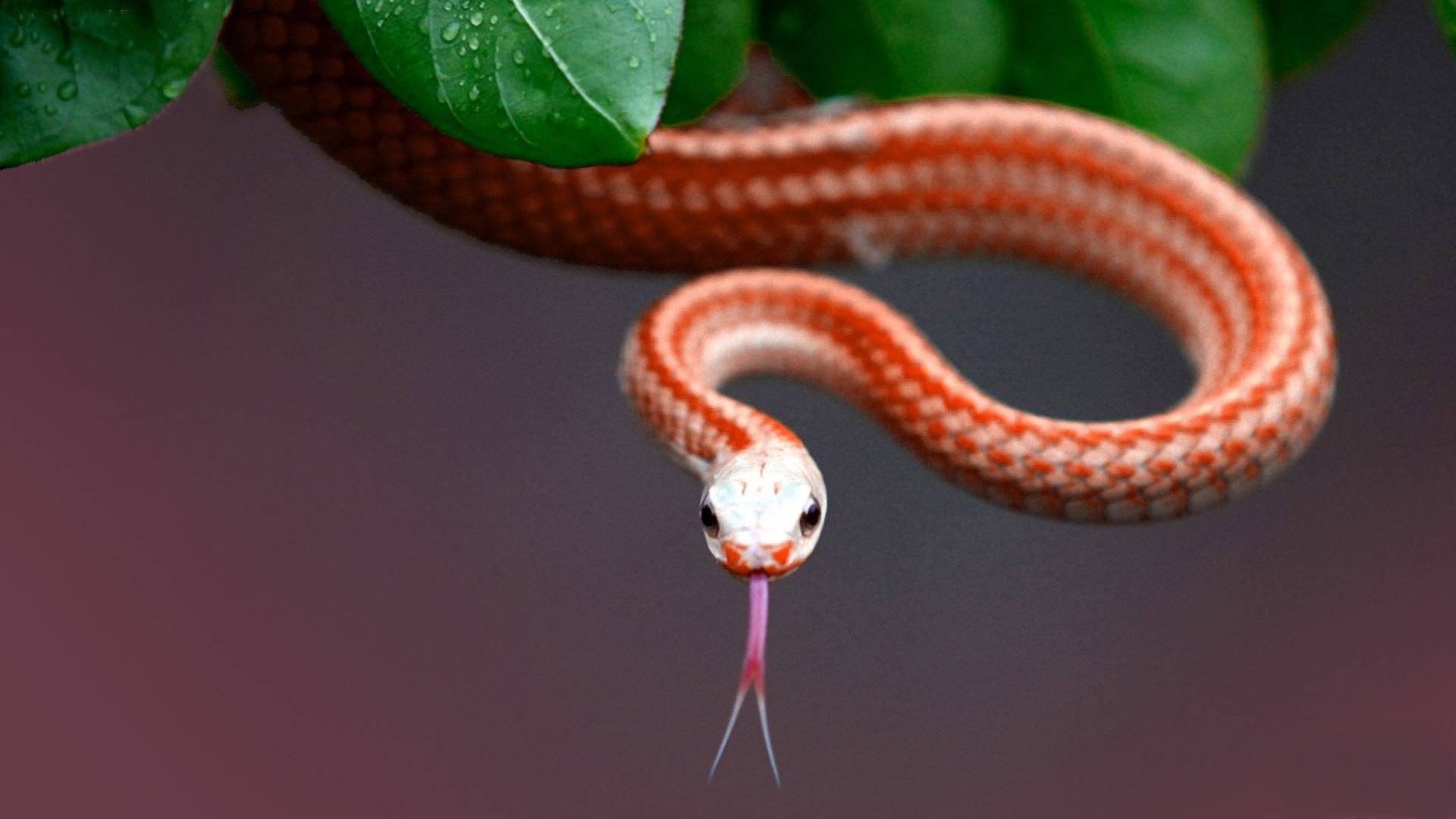 Corn Snake Descending From A Tree Background