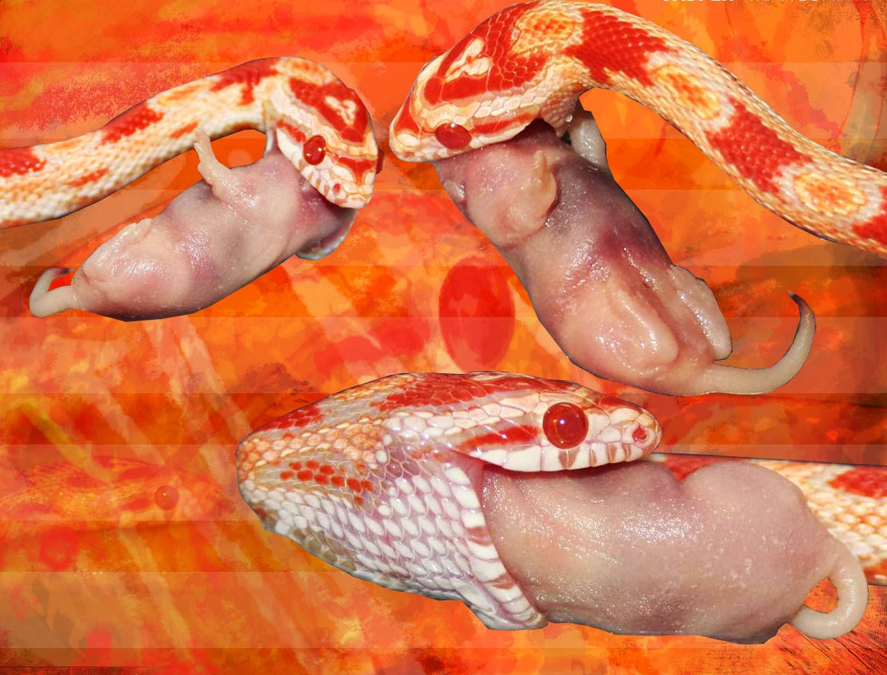 Corn Snake Eating A Rat