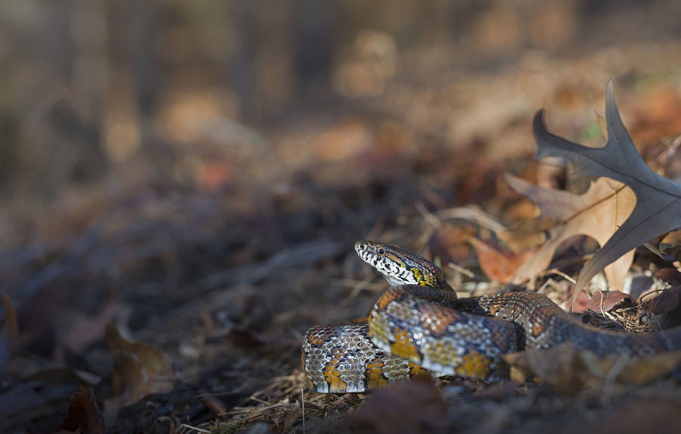 Corn Snake Hiding In The Leaves Background