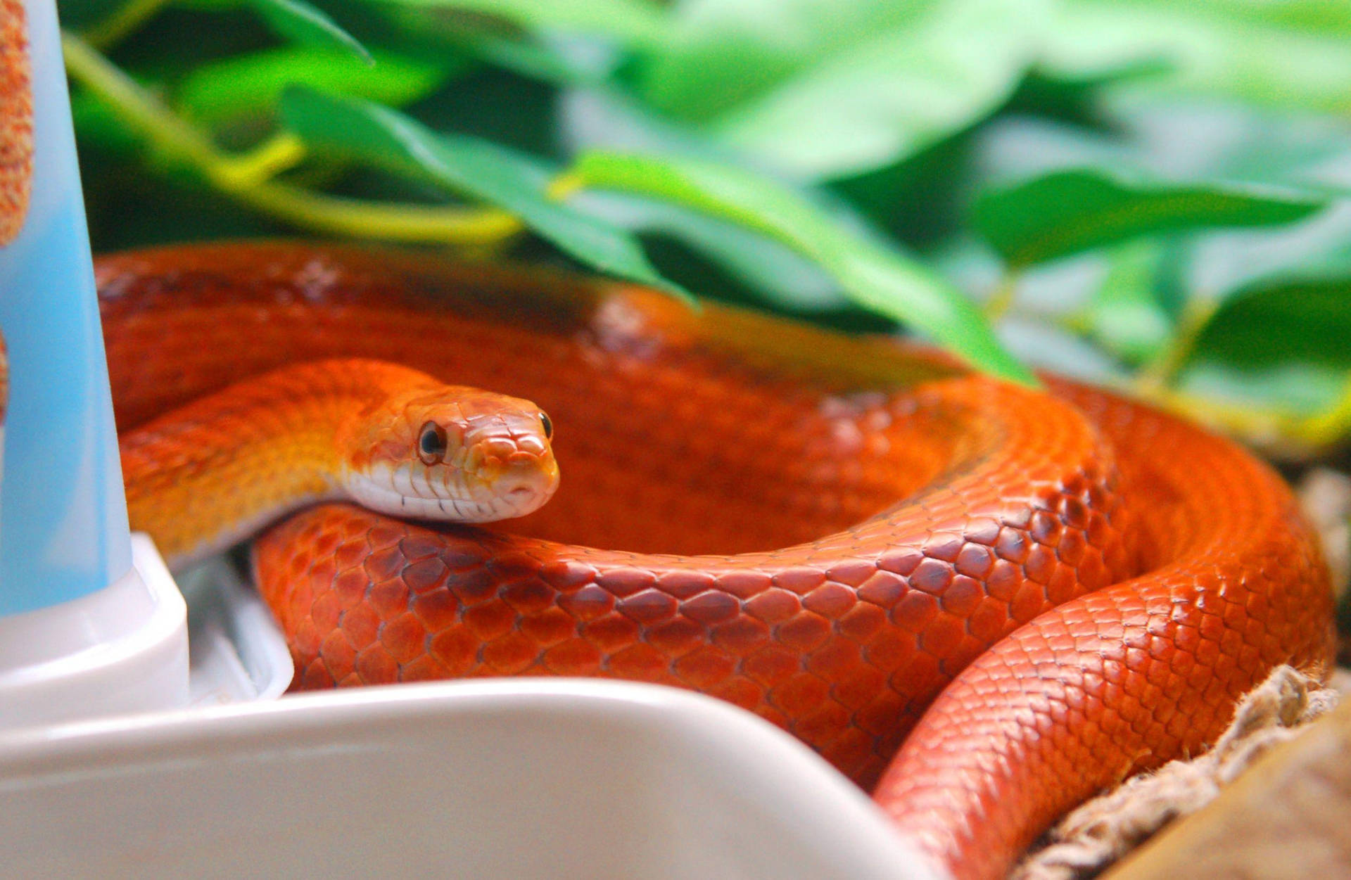 Corn Snake In A Garden