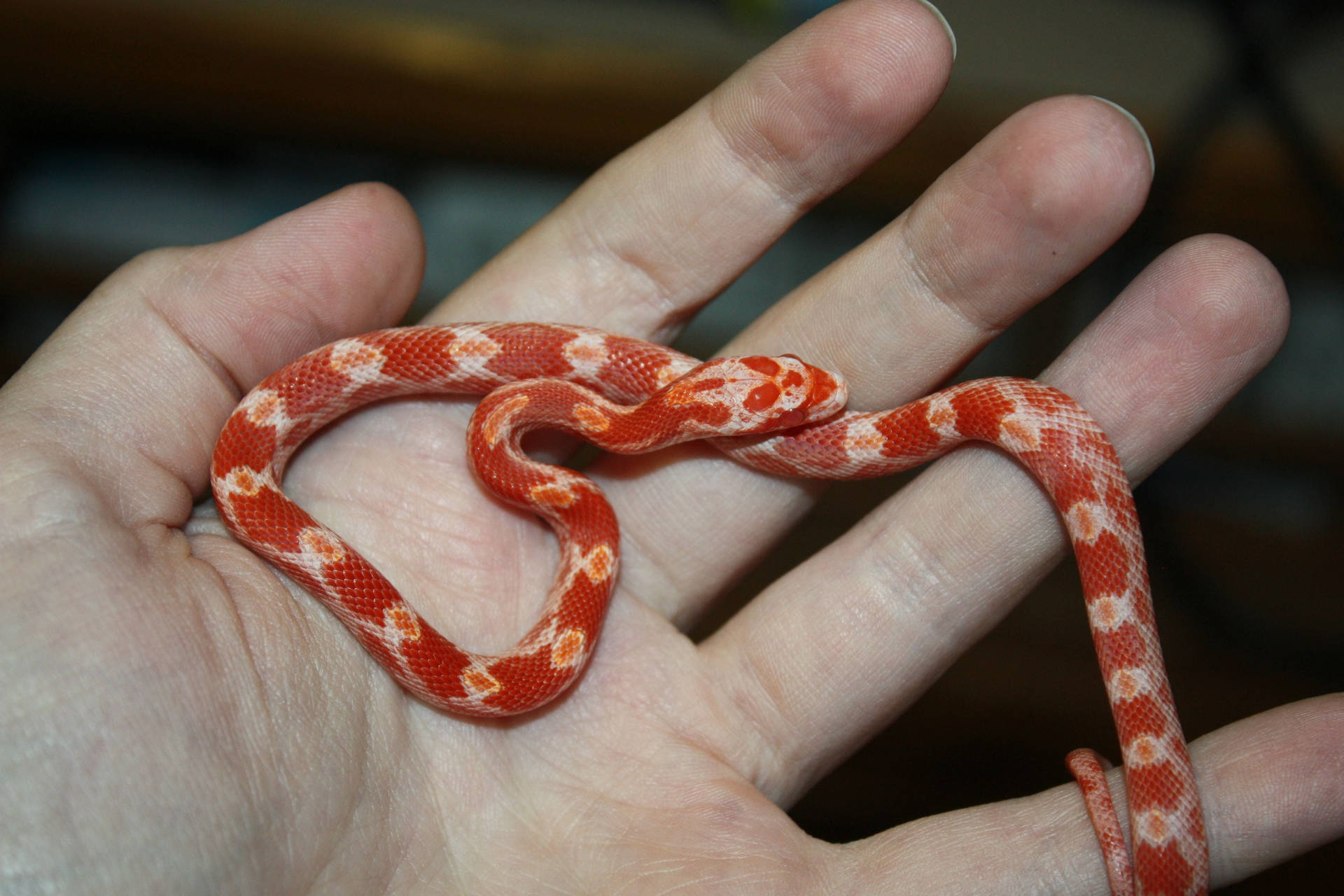 Corn Snake In A Person's Hand