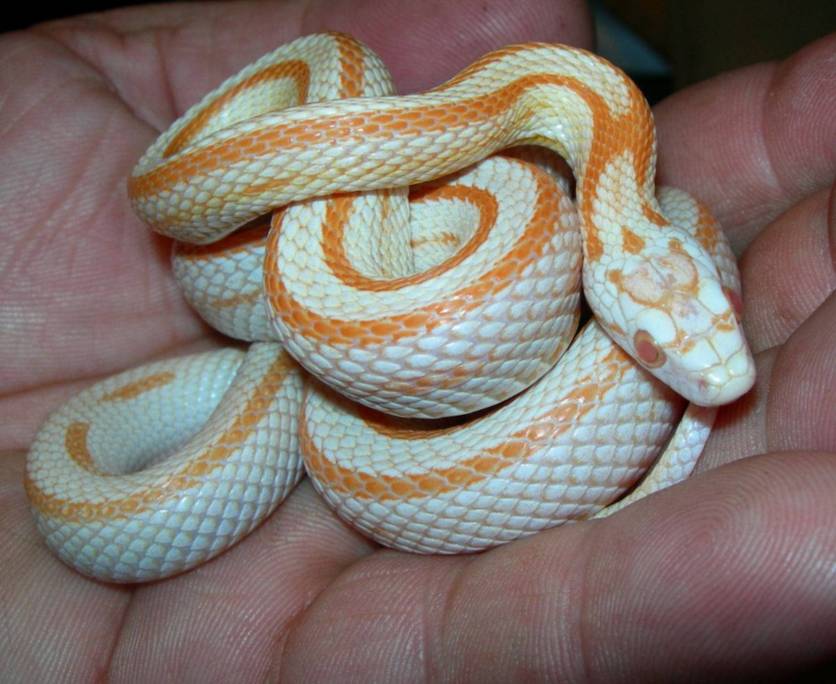 Corn Snake In A Person's Palm Background