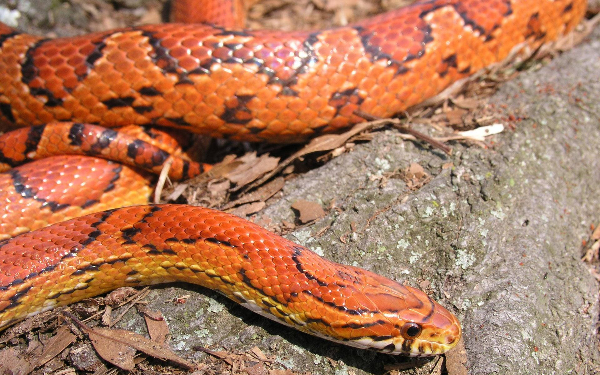 Corn Snake In The Wild Background