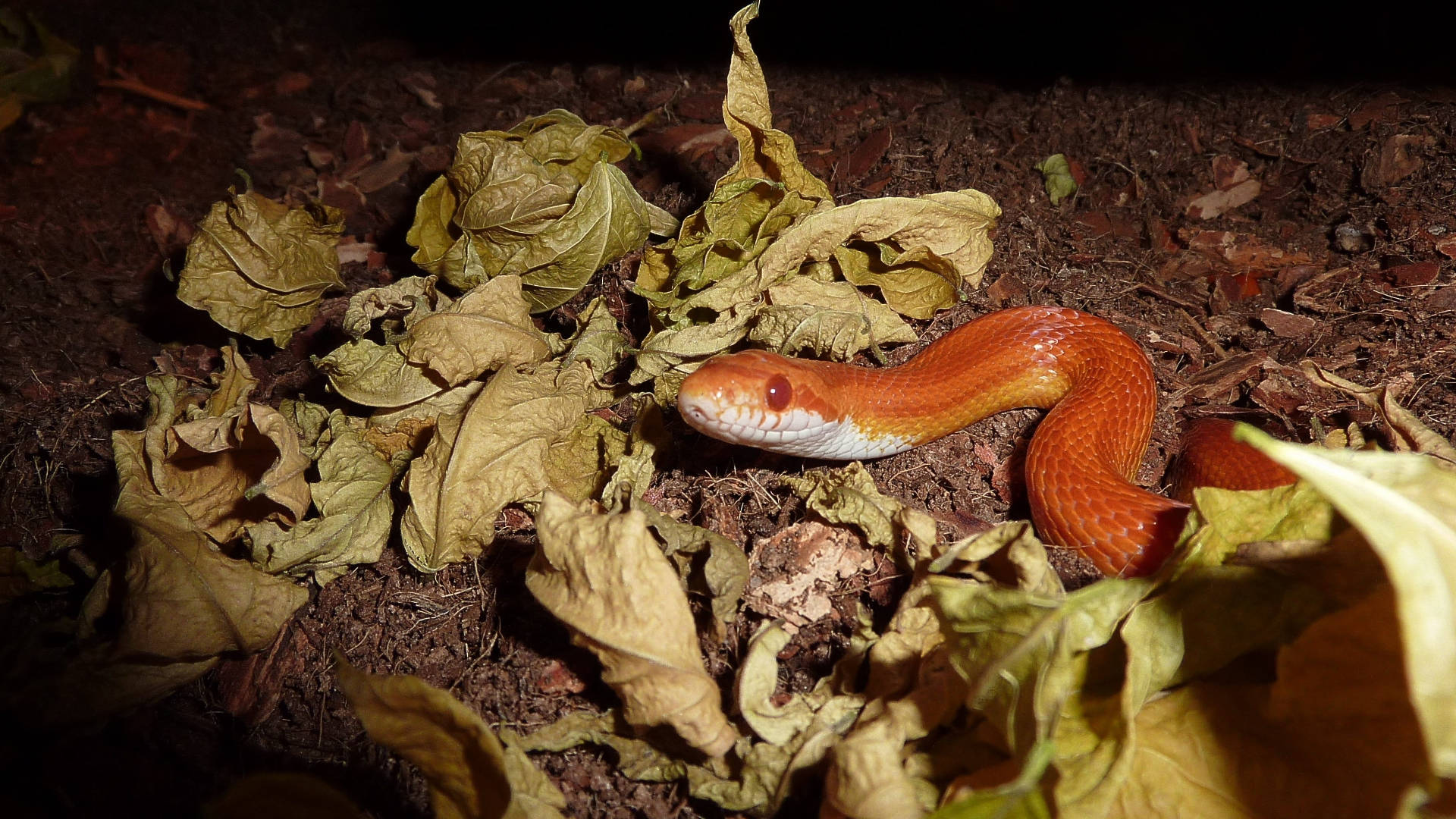 Corn Snake Inside A Cage