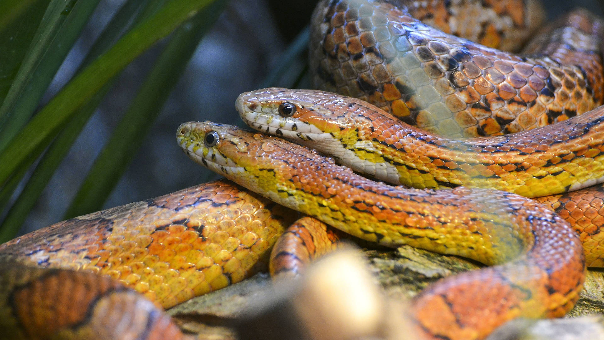 Corn Snake Mates