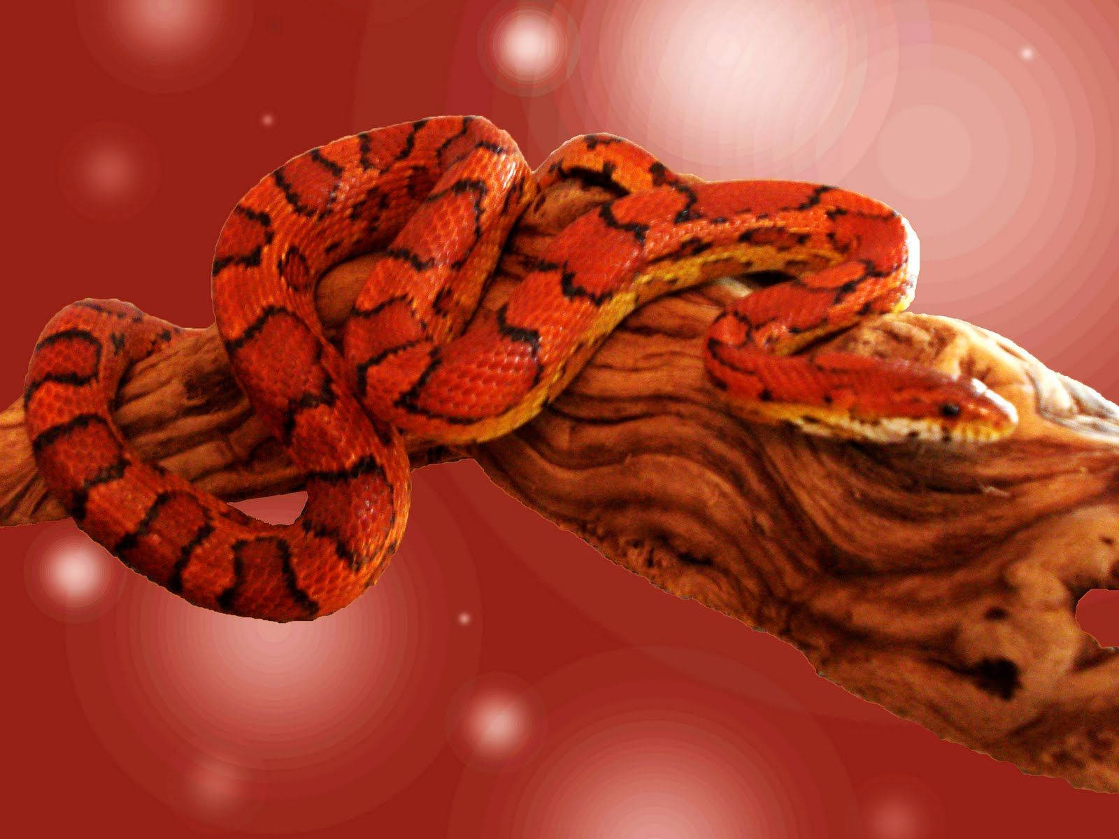 Corn Snake On A Digital Background Background