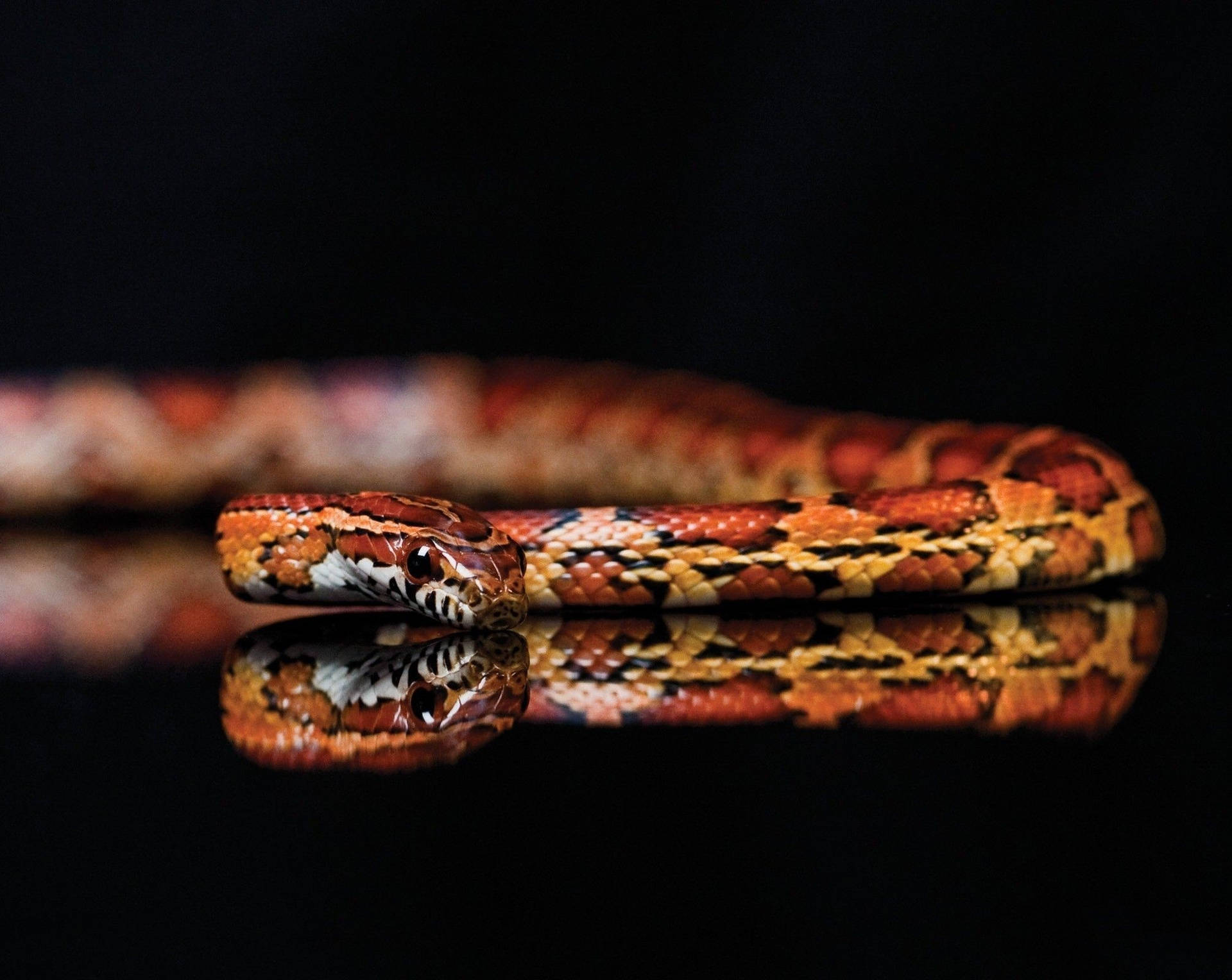 Corn Snake On A Reflective Surface Background