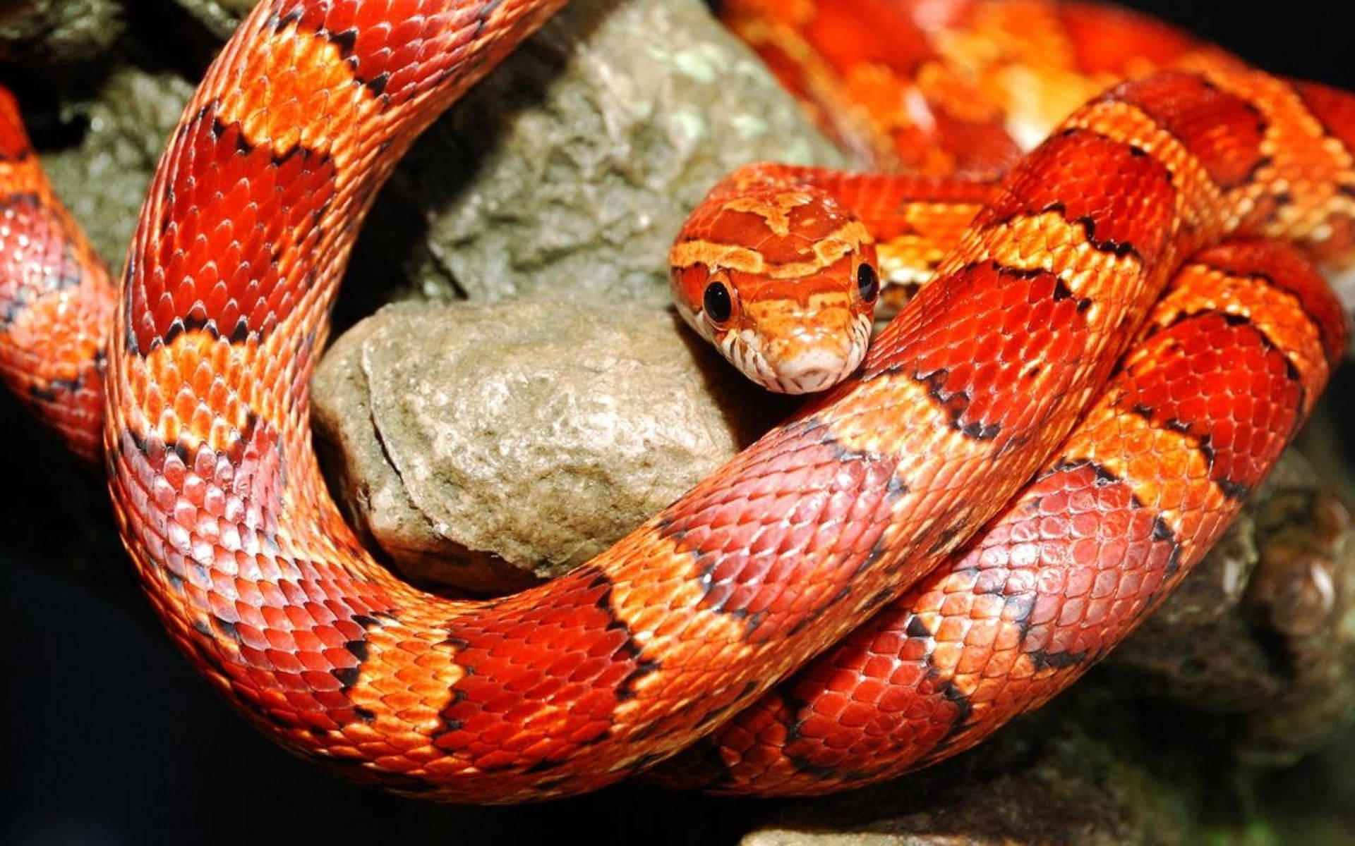 Corn Snake On A Rock Background