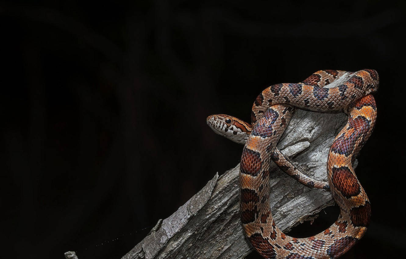 Corn Snake On Drift Wood Background