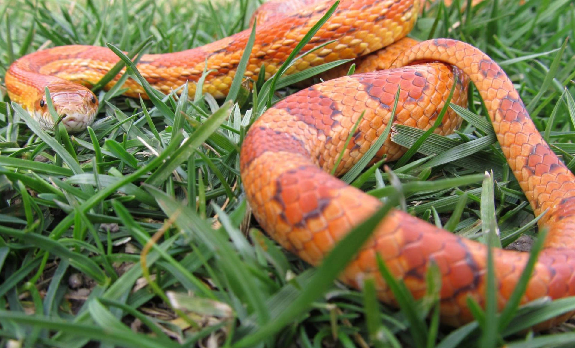 Corn Snake On Grass Background