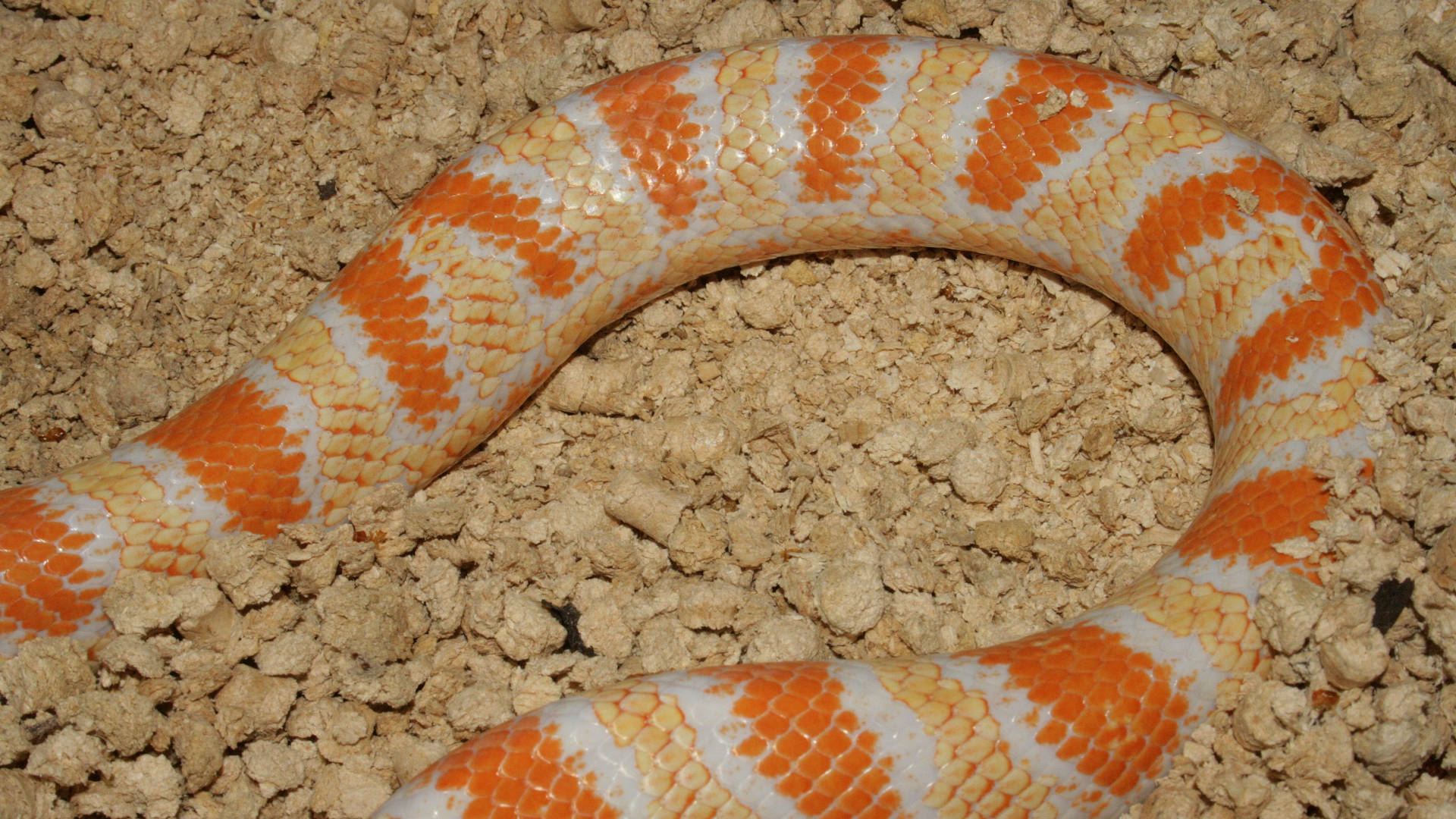 Corn Snake On Gravel