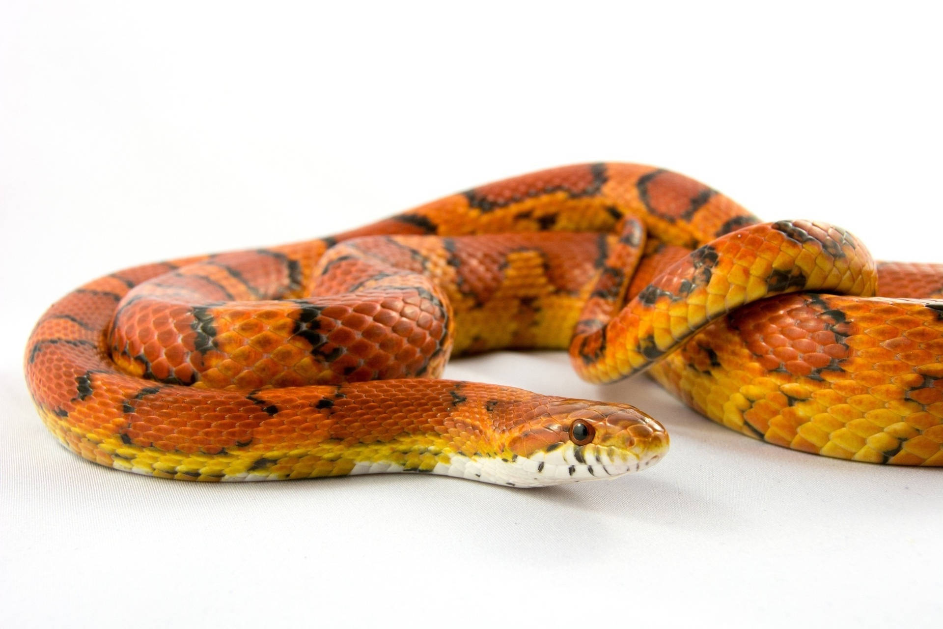 Corn Snake On White Background Background