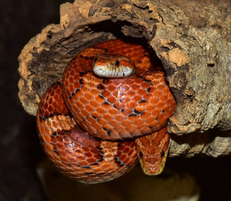 Corn Snake Resting In Tree Trunk Background