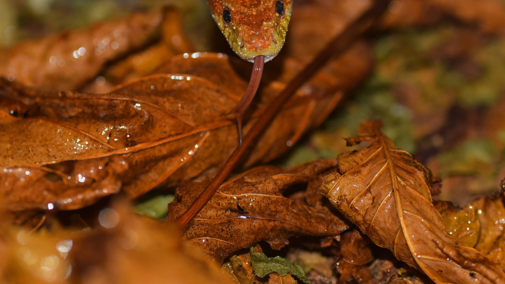 Corn Snake Slithering On Wet Leaves