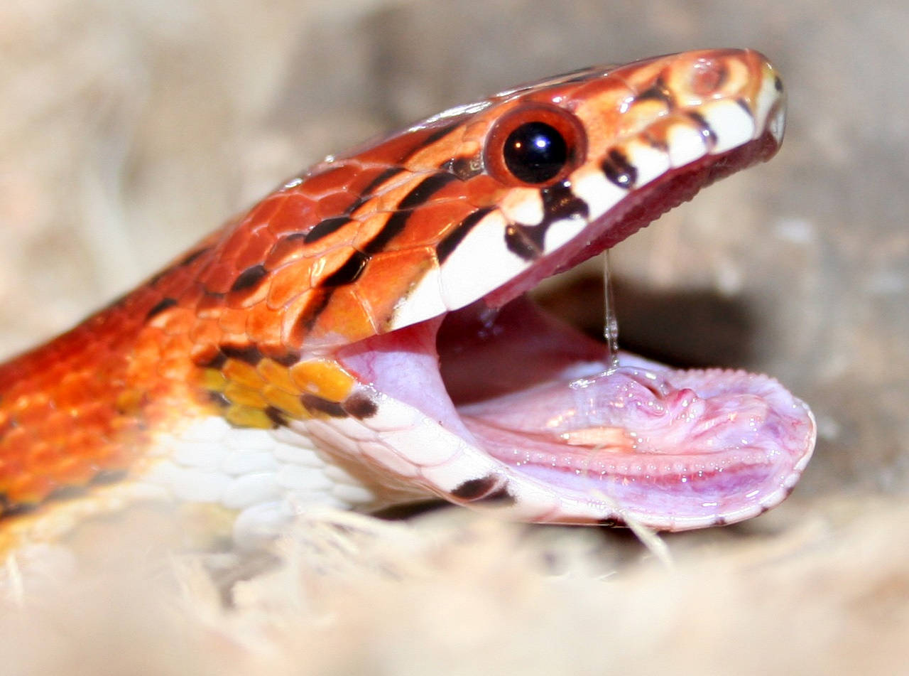 Corn Snake With An Open Mouth Background