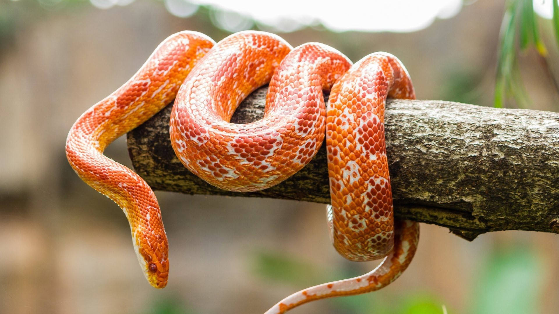 Corn Snake Wrapping Around A Thick Branch Background